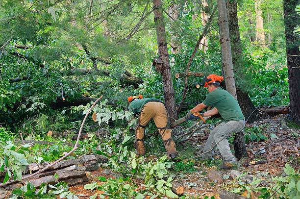 Best Professional Tree Care  in Agency Village, SD